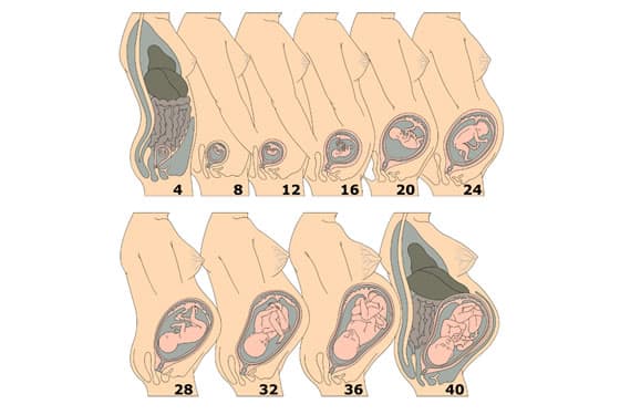 Baby Entwicklung Im Bauch Bilder